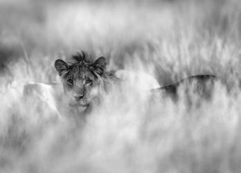 Subtle mane (Jaco Marx) - Muzeo.com