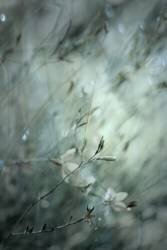 Subtlety (Delphine Devos) - Muzeo.com