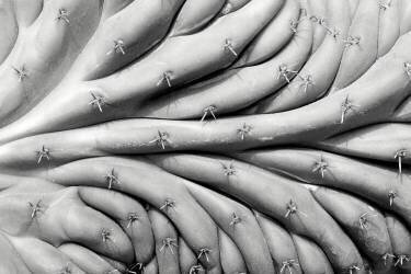 Succulent (Jim Occi) - Muzeo.com