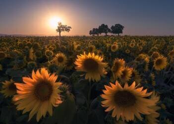 Sunflower field (Aidong Ning) - Muzeo.com