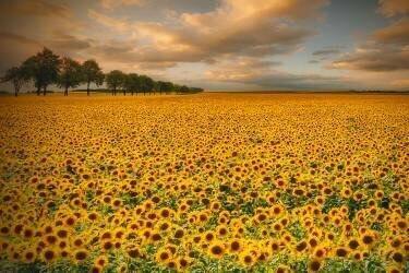 Sunflowers (Piotr Krol (Bax)) - Muzeo.com