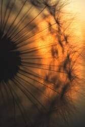 Sunset (Ricky Siegers) - Muzeo.com