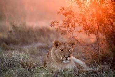 Sunset Lioness (Alessandro Catta) - Muzeo.com