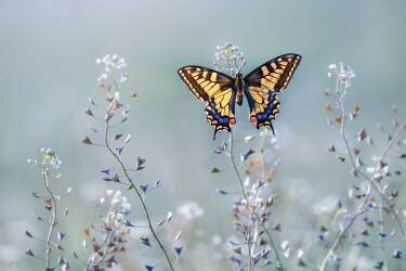 Swallowtail beauty (Petar Sabol) - Muzeo.com