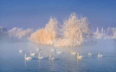 Swan Lake (Hua Zhu) - Muzeo.com