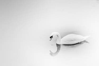 Swan Lake (Michael) - Muzeo.com