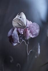 Tainted Love (Fabien Bravin) - Muzeo.com