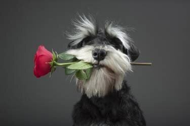 Tango Dancer (Adnan Mahmutovic) - Muzeo.com