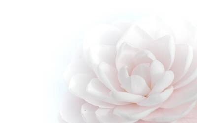 Tender Beauty (Peter Baer) - Muzeo.com