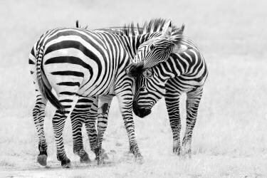 Tender Moment (John Fan) - Muzeo.com