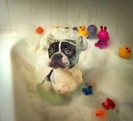 The Bath (DDiArte) - Muzeo.com