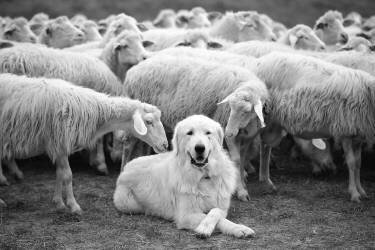 The Boss (Lucian Constantin ) - Muzeo.com