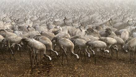 The cranes (Gabrielle Halperin) - Muzeo.com