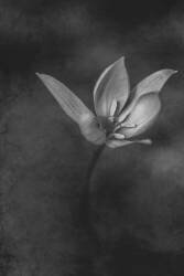 The Crocus (Çiçek Kıral) - Muzeo.com