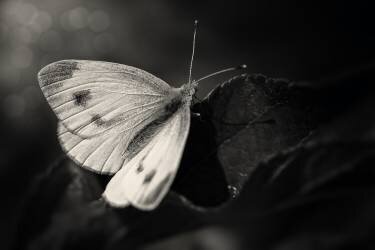 The Escape (Michael) - Muzeo.com