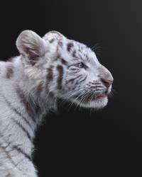 The Hunter (Fegari) - Muzeo.com