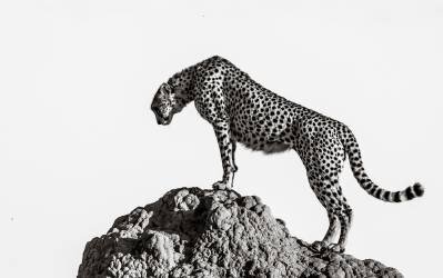 The hunter (Ali) - Muzeo.com