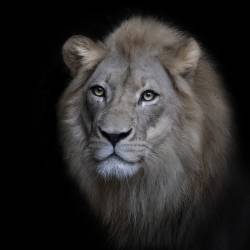 The King (Renee Doyle) - Muzeo.com