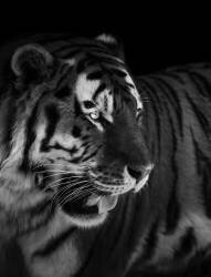 The king (Alex Zhao) - Muzeo.com