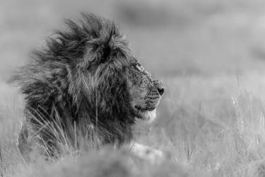 The king is alone (Massimo Mei) - Muzeo.com