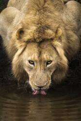 The Lion (Dan Mirica) - Muzeo.com