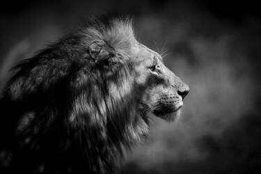 The Male (Xavier A) - Muzeo.com