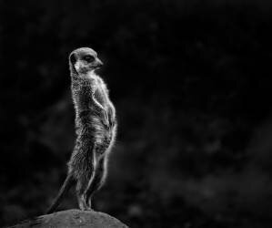 The meerkat (Greetje van Son) - Muzeo.com