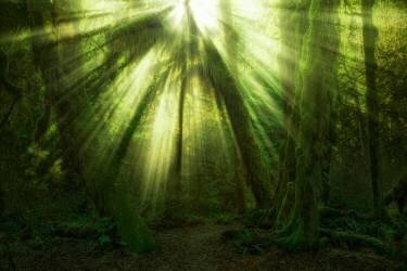 The Miracle (Jaroslav Zakravsky) - Muzeo.com