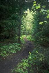 The path (Christian Lindsten) - Muzeo.com