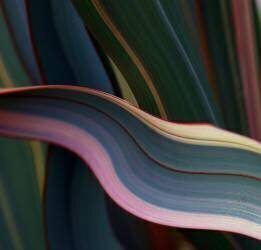 The Rainbow Leaf (Robin Wechsler) - Muzeo.com