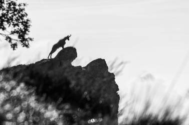 The sentinel (Stefano Boffa) - Muzeo.com