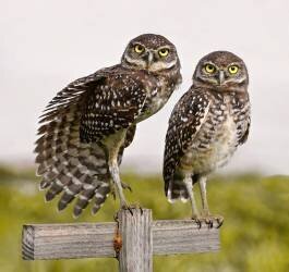 The Showoff (Jane Lyons) - Muzeo.com