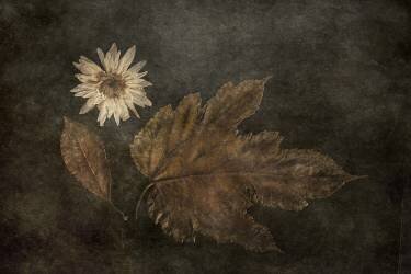 The Trio (Çiçek Kıral) - Muzeo.com