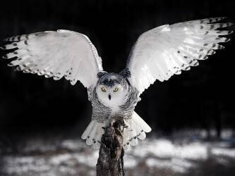 The Wings (Pinaki Bhattacharyya) - Muzeo.com