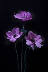 Three Pretty Flowers (Lydia Jacobs) - Muzeo.com