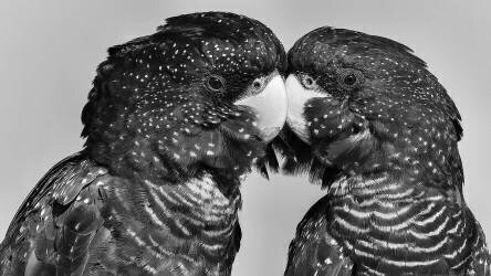 Time to Smootch (Susan Moss) - Muzeo.com