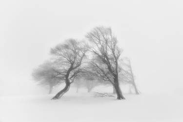 Together (Fotoea) - Muzeo.com