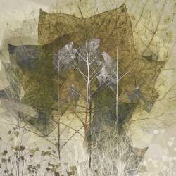 Transient (Nel Talen) - Muzeo.com