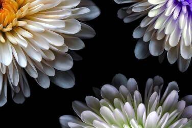 Triad (Shane Peterson) - Muzeo.com