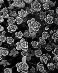 Tuc #1 (Nana Sousa Dias) - Muzeo.com