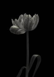 Tulip mania (Lotte Gronkjar) - Muzeo.com