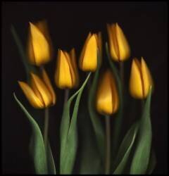 Tulips (Brian Haslam) - Muzeo.com