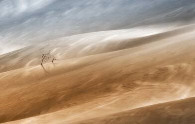 Two trees (Uschi Hermann) - Muzeo.com