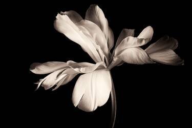 Untitled (Penny Myles) - Muzeo.com