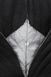 Untitled (Stephen Clough) - Muzeo.com