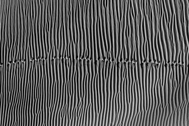 Untitled (Mohammadreza Momeni) - Muzeo.com