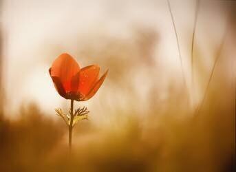 Untitled (Keren Or) - Muzeo.com