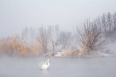 Untitled (UU) - Muzeo.com