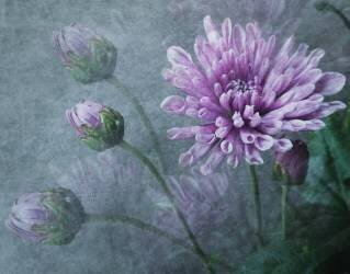 Untitled (Kahar Lagaa) - Muzeo.com