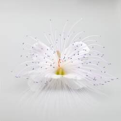 Untitled (Rico Cavallo) - Muzeo.com